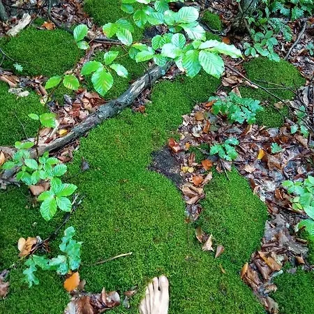 Country house Skriveni Raj *