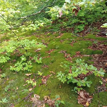 Skriveni Raj Gornji Milanovac